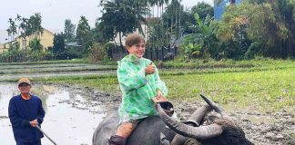Khách Tây đội mưa xuống đồng cấy lúa ở Hội An