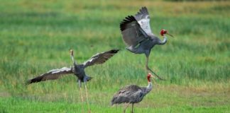 Sếu đầu đỏ về Vườn quốc gia Tràm Chim sau 2 năm