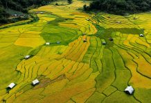 ‘Mùa vàng’ trên ruộng bậc thang Kon Tu Rằng