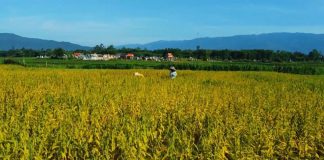 Quảng Nam: Làng nông nghiệp hữu cơ đầu tiên đạt chứng chỉ quốc tế
