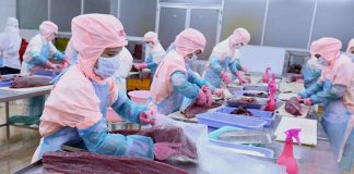Xuất khẩu cá ngừ vượt mốc 90 triệu đô la Mỹ/tháng