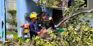 TPHCM thay thế hơn 3.400 cây xanh có tình trạng hư hại, khiếm khuyết