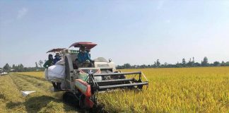 Xuất khẩu gạo của Việt Nam lập kỷ lục mới