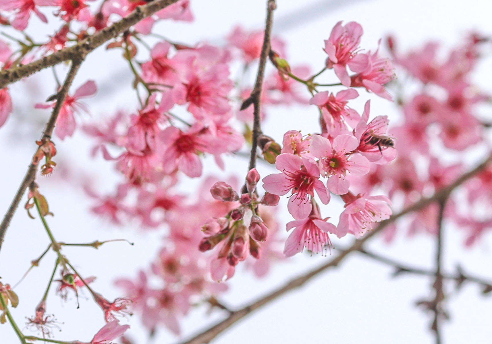 Mai anh đào bung nở sớm ở Đà Lạt