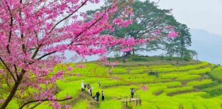 Cải vàng, mai anh đào khoe sắc ở đồi hoa xóm Mừng, Hòa Bình