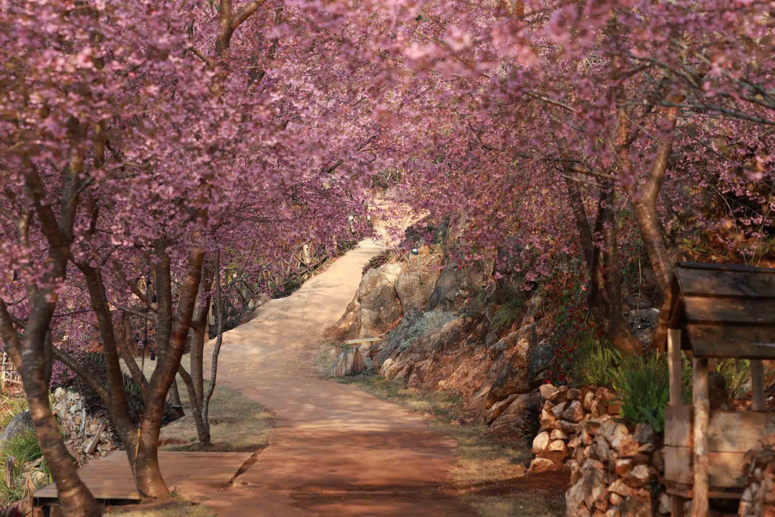 Con đường rợp bóng mai anh đào ở Mộc Châu