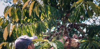 Xuất khẩu cà phê đem về hơn một tỉ đô la Mỹ trong tháng Hai