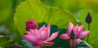 Sen hồng vươn mình giữa nắng hạ Cố đô