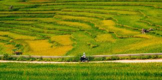 Mùa lúa chín vàng giữa đại ngàn Pù Luông