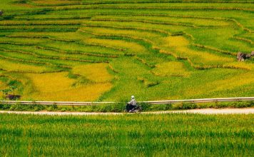 Mùa lúa chín vàng giữa đại ngàn Pù Luông