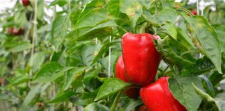Giá nhiều loại rau củ Đà Lạt tăng mạnh sau bão số 1