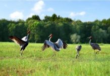 Một sếu đầu đỏ tại Tràm Chim chết do không thích nghi