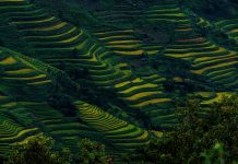Mùa lúa ngả vàng trên khắp núi đồi Tây Bắc