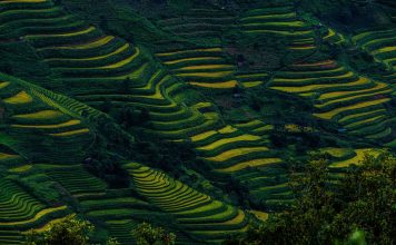 Mùa lúa ngả vàng trên khắp núi đồi Tây Bắc