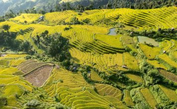 ‘Mùa vàng’ trên ruộng bậc thang Khuổi My